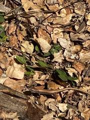 Elgaria multicarinata webbii