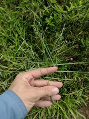 Panicum repens