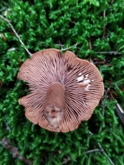 Lactarius fragilis