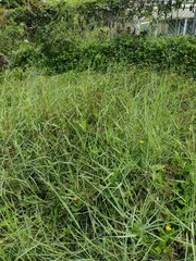 Panicum repens