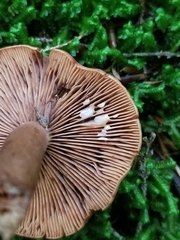 Lactarius fragilis