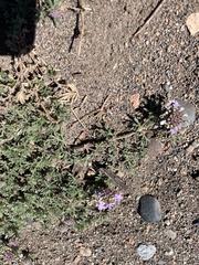 Glandularia parodii