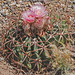 Horse Crippler Cactus - Photo (c) Jerry Oldenettel, some rights reserved (CC BY-NC-SA)