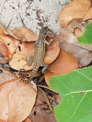 Leiocephalus carinatus