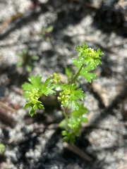 Hydrocotyle callicarpa