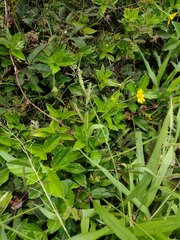 Paspalum fimbriatum