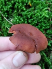 Lactarius fragilis