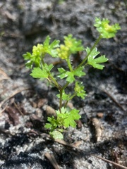 Hydrocotyle callicarpa
