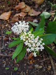 Asclepias texana