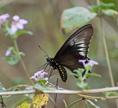 Battus polystictus