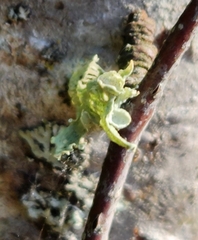 Ramalina sinensis