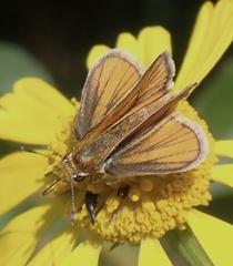 Copaeodes minima