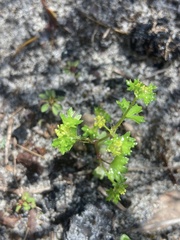 Hydrocotyle callicarpa