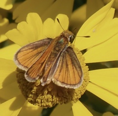 Copaeodes minima