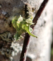 Ramalina sinensis