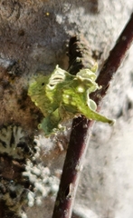 Ramalina sinensis