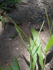 Paspalum langei