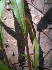 Paspalum langei