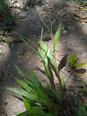 Paspalum langei
