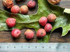 Kokkocynips imbricariae