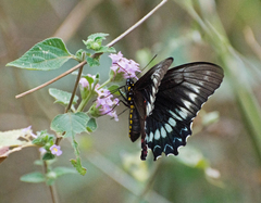 Battus polystictus