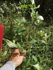 Agastache scrophulariifolia