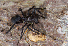 Aphantochilus rogersi