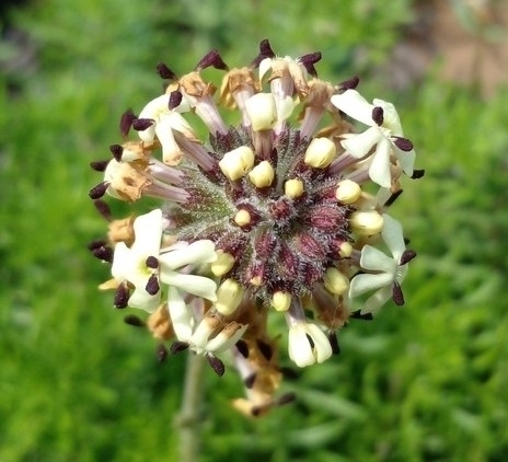 Verbena porrigens