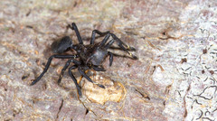 Aphantochilus rogersi