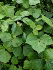 Pueraria montana