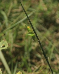 Conocephalus brevipennis