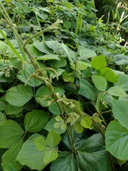 Pueraria montana