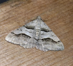 Digrammia continuata