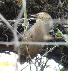 Syndactyla rufosuperciliata