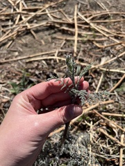 Descurainia pimpinellifolia