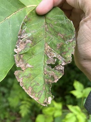 Phyllocnistis magnoliella
