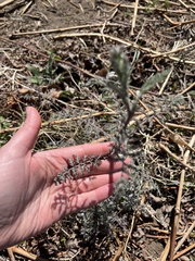 Descurainia pimpinellifolia