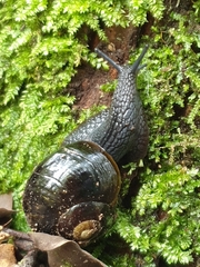 Victaphanta compacta