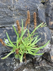 Plantago maritima
