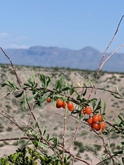 Lycium berlandieri