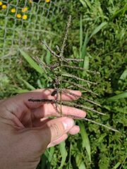 Paspalum paniculatum
