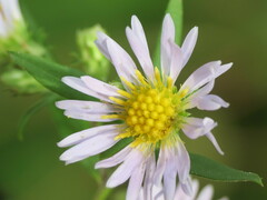 Symphyotrichum ericoides