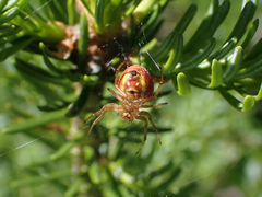 Araniella displicata
