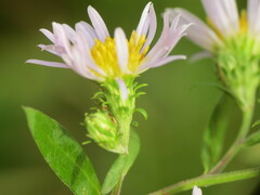 Symphyotrichum ericoides