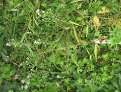Symphyotrichum ericoides