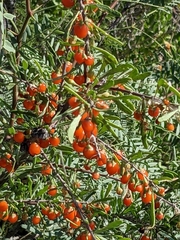 Lycium berlandieri
