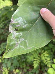 Phyllocnistis magnoliella