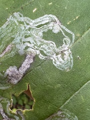 Phyllocnistis magnoliella