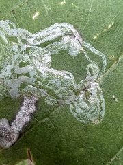 Phyllocnistis magnoliella