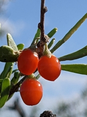 Lycium berlandieri